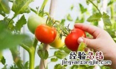 西红柿的种植时间和方法 西红柿的种植时间和方法图片