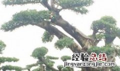 树木老桩栽植方法 怎么给老桩栽植