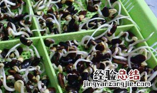 黑豆苗培育的方法 黑豆苗的种植方法