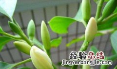 白兰菊的养殖方法 白兰菊的养殖方法介绍