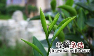 和树叶一样的茶叶叫什么茶 和树叶一样的茶叶是什么茶