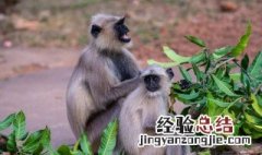 生物产生新个体的过程叫什么 生物产生新个体的过程介绍