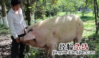 母猪产后不吃食怎么办 母猪产后不吃食怎么办 猪不吃食怎么办