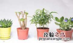 植物摆放不当会导致不幸 室内不宜摆放的植物原因