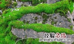 除青苔最好方法 以下方法都很实用