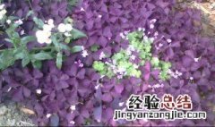 紫色幸运草栽培方法 紫色幸运草栽培方法是怎样的