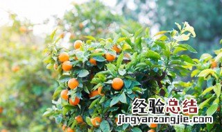 种植沃柑苗方法 株行距多少合适