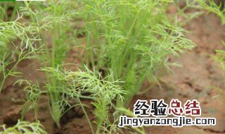 露天茴香越冬方法 茴香的功效