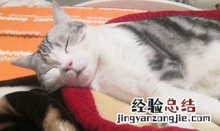 猫在那呼呼的叫什么意思 猫在那呼呼的意思