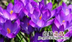 藏红花养殖方法 藏红花的种植方法介绍