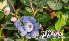 种植蓝莓生活小窍门 蓝莓如何施肥