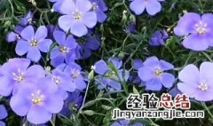 紫露草的养殖方法和注意事项 紫露草的养殖方法和注意事项图片