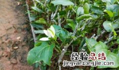 百香果树苗如何种植 百香果树苗如何种植搭架