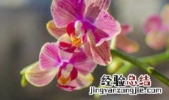 夏天怎么养护蝴蝶兰视频 夏天怎么养护蝴蝶兰