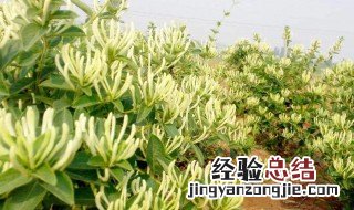 金银花种植技术及注意事项介绍图片 金银花种植技术及注意事项介绍