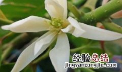 白兰花叶子发黄有褐斑的原因有哪些 白兰花叶子发黄有褐斑的原因