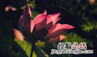 中老年网名微信昵称女 女中老年网名微信昵称大全