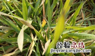 小麦叶子发黄是什么病怎么防治图片 小麦叶子发黄是什么病