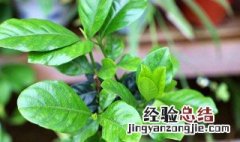 栀子花叶子发黄 栀子花叶子发黄是什么原因怎么治