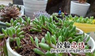 养殖紫玄月需要注意什么 如何养殖紫玄月