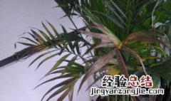 富贵椰子怎样换盆 富贵椰子换花盆方法