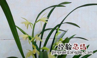 兰花开花后怎么处理|花茎如何剪 兰花开花后怎么处理