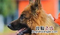 消防犬是用来做什么的 消防犬是用来做什么工作的