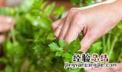 欧芹香料正确使用方法 欧芹香料正确使用方法图片