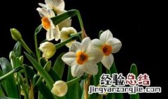 凌波仙子指的是什么 凌波仙子指的是水仙花