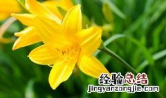 黄苏蕾种植方法 黄苏蕾种植方法介绍