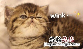 网络语wink是什么意思 发wink表情意味着什么