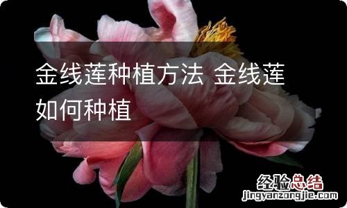 金线莲种植方法 金线莲如何种植