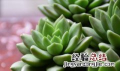 多肉植物的养殖注意事项 多肉养殖注意点