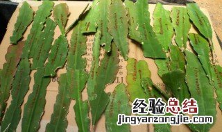 昙花叶子发黄怎么办 昙花叶子发黄怎么办?怎么养好昙花?