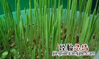 土培大麦苗方法 怎样土培大麦苗