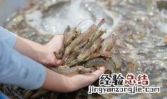 剥新鲜虾线的方法 怎样剥新鲜虾线