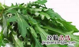 野莴苣菜的功效与作用 野莴苣菜的功效与作用是什么