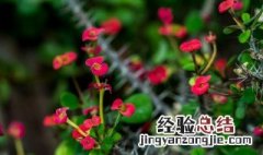 刺梅浇水方法 给虎刺梅浇水要注意什么