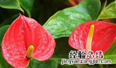 花烛分株方法 花烛如何分株