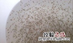 虾苗如何消毒 虾苗消毒方法