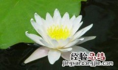 玉莲种植方法 玉莲如何种植