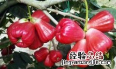 种植莲雾方法 莲雾如何种植