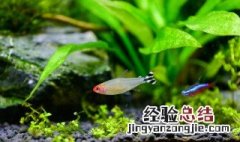 水族箱的清洗方法 最干净的方法是这样的