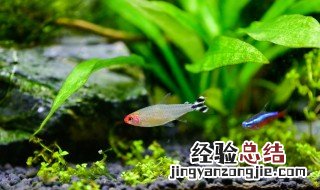 水族箱的清洗方法 最干净的方法是这样的