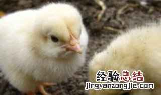 小鸡怎样才能养活 小鸡怎么养不会死