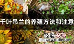 千叶吊兰的养殖方法 种植时要注意哪些方面