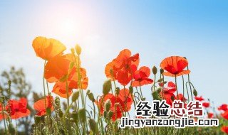 十大难养的花是什么花 十大难养的花