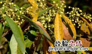 山苍树的种植方法 种植的方法介绍