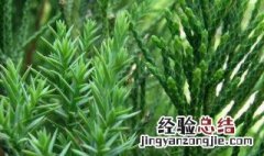 茶花树的移栽方法 怎么移栽茶花树