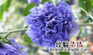 蓝莓冰沙种植方法 怎么种植蓝莓冰沙